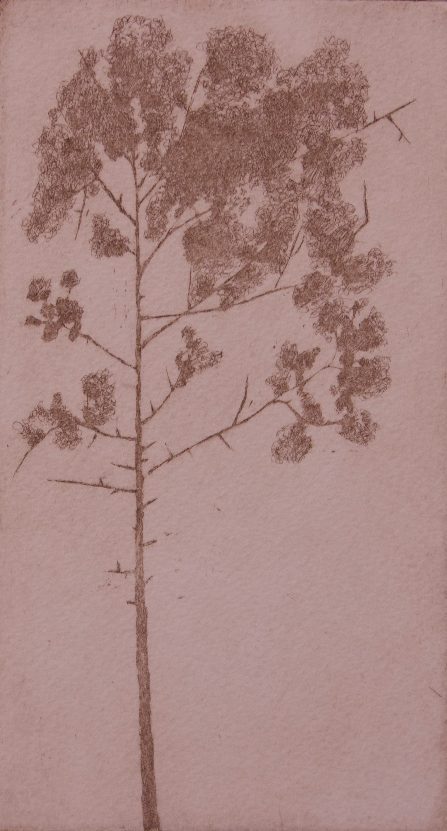 Pine tree, 4.5”x7.5”, etching